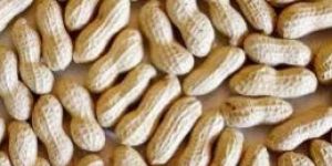 Shelled Peanuts