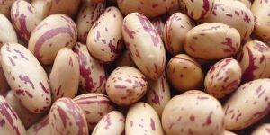 Pinto Bean