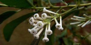 Cestrum Diurnum Flower Plant