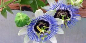 Krishna Kamal Flower Plant