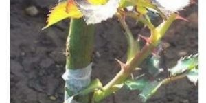 Natel Flowers Plants