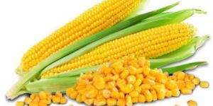 Frozen Sweet Corn