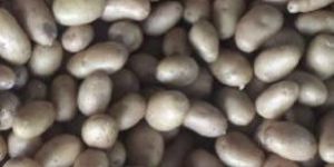 Pukhraj Potato