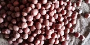 Red Potato