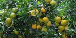 Tangerine Nursery Plants