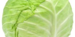 Fresh Cabbage