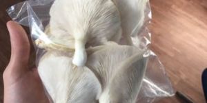 Organic Oyster Mushroom