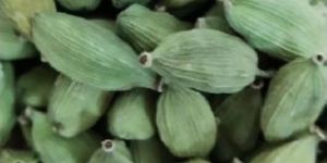 Green Cardamom