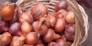 Fresh Shallot Onion