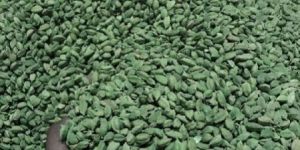 Green Cardamom
