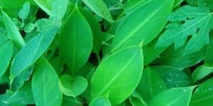 Tissue Culture G9 Banana Plant