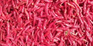 Dried Red Chilli
