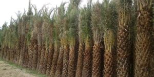 Date Palm