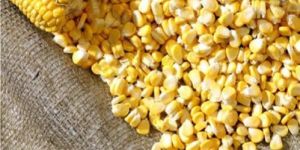Frozen Sweet Corn