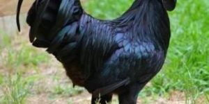 Kadaknath Chicks