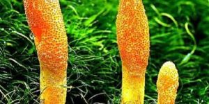 Cordyceps Mushroom