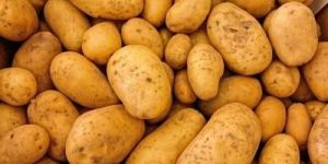 Potato