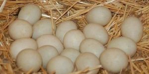 Indian Runner Duck Eggs