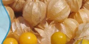 Cape Gooseberry