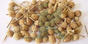 Gorakhmundi Herb