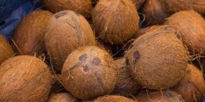 Brown Coconut