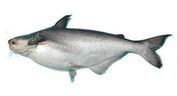 White Basa Fish