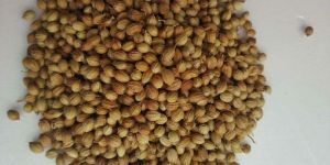 Coriander Seeds