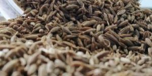Cumin Seeds