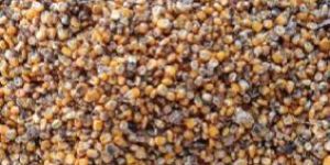 Maize