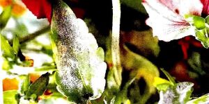 Botanical Fungicides