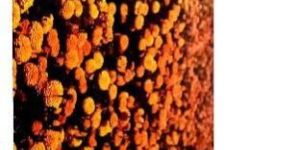 Plant Growth Promoter