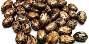 Castor Seeds
