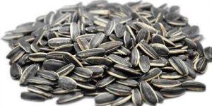 Sunflower Seeds