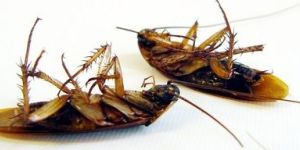 Pest Control Service