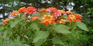 Lantana Flower Plant