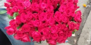 Fresh Red Roses
