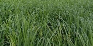 Lemon Grass