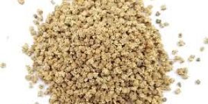 Spinach Seeds