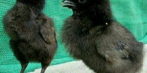 7days Old Kadaknath Chicks