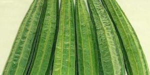 Ridge Gourd
