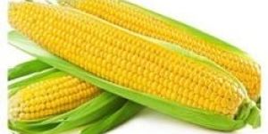 American Sweet Corn