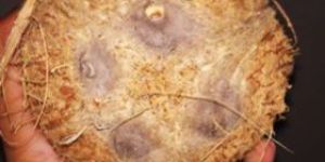 Four Eyes Semi Husked Coconut