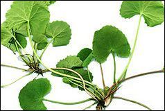 Centella Asiatica Extract