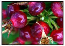 Rosehip