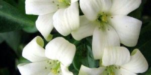 White Madhukamini Flower Plant