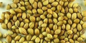 Coriander Seeds
