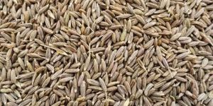 Cumin Seeds