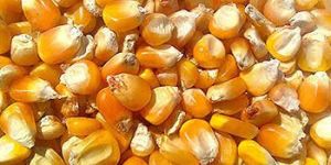Maize Seeds