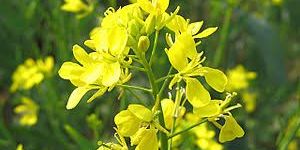 Mustard Seeds