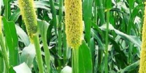 Pearl Millet Seeds